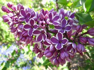 Lilacs2